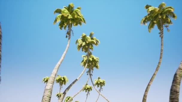 棕榈树小道 — 图库视频影像