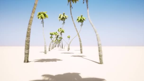 Alley van palmbomen — Stockvideo