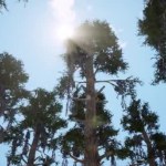 Pine forest from below view realistic footage