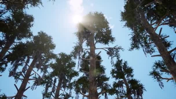 Forêt de pins de dessous voir des images réalistes — Vidéo gratuite