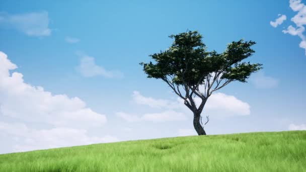 Albero solitario in campo filmati realistici — Video Stock