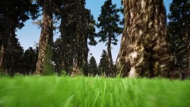 Forest botanik 3D realistiska bilder — Stockvideo