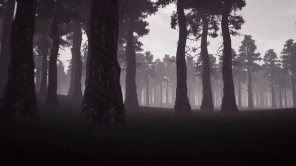 Gruseliger Wald 3D realistische Aufnahmen — Stockvideo