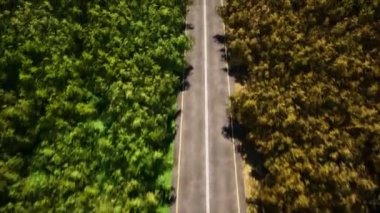 Orman boş yol havadan görünümü 3d gerçekçi görüntüleri