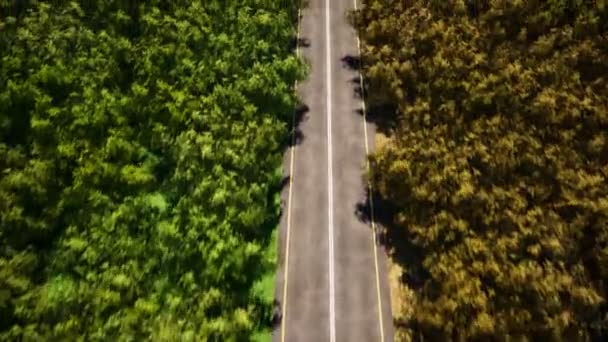 Forest empty road aerial view 3d realistic footage — Stock Video