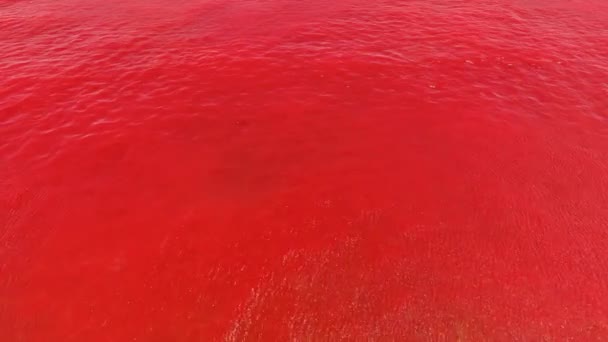 Pink water abstrak 3d rekaman realistis — Stok Video