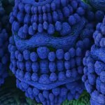 Células bacterianas closeup animação 3d