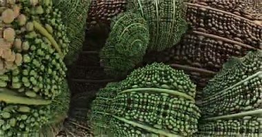 Abstract microorganisms zoom out 3d footage