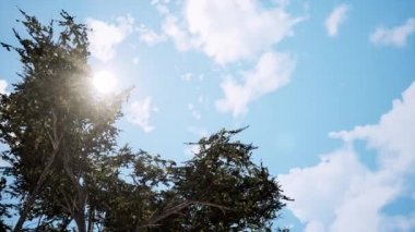Güneşli gün 3d animasyon eski ağaç dalları