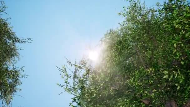Ήλιος στο ζενίθ λάμπει φωτεινά μέσα από πράσινα φύλλα 3D κινούμενα σχέδια — Αρχείο Βίντεο
