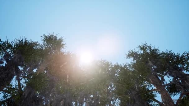 Exotische bomen op zonnige dag 3D-animatie — Stockvideo