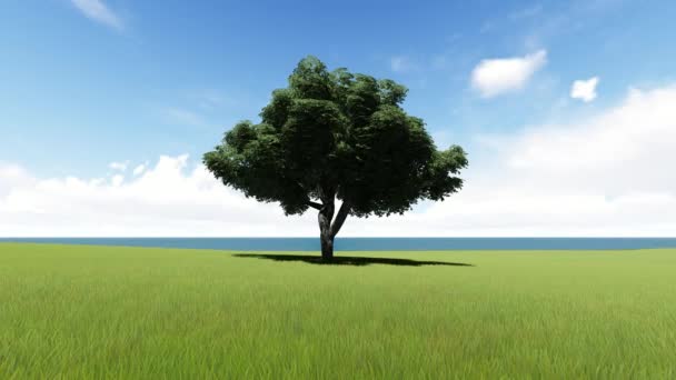 Osamocený strom v poli bezproblémové záběry — Stock video
