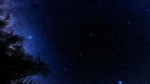 Siluet yapraklı palmiye yıldızlarıyla klasik çizimler. Yaz plajı çiçekli tasarımı. Tropik bir manzara. Gece sahnesi. — Stok video
