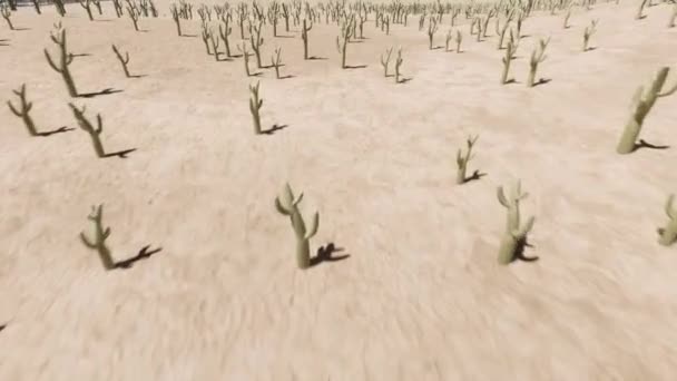 Campo de cactus del desierto arena — Vídeo de stock