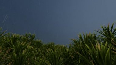 Fırtına yağmuru palmiyesi yeşili geri döndü