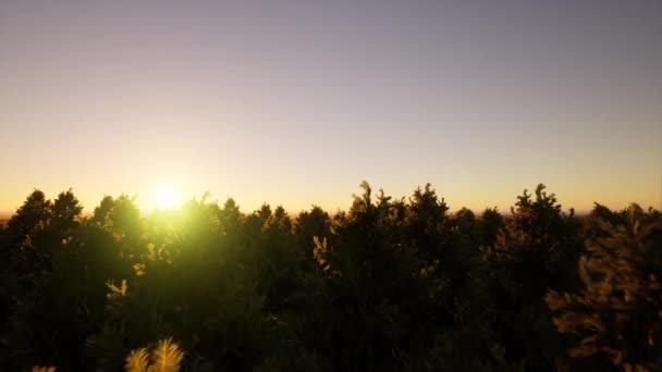 Green air view les ve stylu vintage Shot létání přes smrkové jehličnany vrcholky stromů, příroda pozadí záběry v rozlišení 4K — Stock video