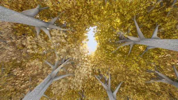 Kayın örtüsü. Altın ağacının gövdesi. Sonbahar tabiatı manzarası. — Stok video