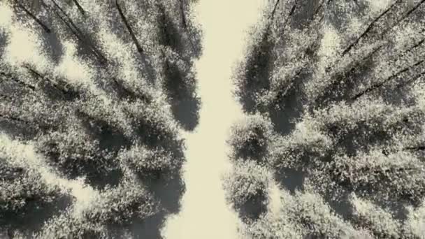 Schöne Luftaufnahme mit weißer Winterwaldstraße — Stockvideo