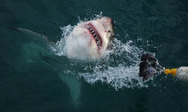 Gansbaai Güney Afrika yakınlarındaki Atlantik Okyanusu 'ndaki ton balığını yakalamak için beyaz köpekbalığı ağzı açık olarak sudan atlıyor.
