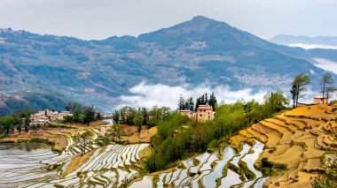 Pirinç terasları, sisli, sisli manzaralar, Çin
