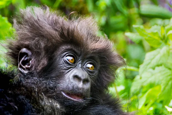 Söt Baby Vilda Mountain Gorilla Vulkaner National Park Rwanda Närbild — Stockfoto