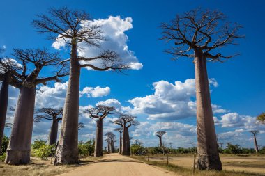 Güneşli bir günde Morondava, Madagaskar gibi beyaz bulutlarla dolu Baobab sokağı.