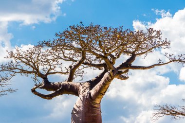 Baobab ağacı, dallarında çiçeklerle mavi gökyüzüne karşı beyaz bulutlar, Baobab Bulvarı, Madagaskar