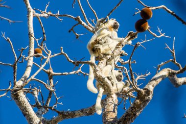 Uzun kuyruklu iki Verreaux sifakası, Baobab ağacının bir dalında oturan ve açık mavi gökyüzüne karşı büyük kahverengi meyveler yiyen lemurlar, Kirindi Ormanı Ulusal Parkı, Morondava, Madagaskar