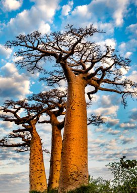 Baobab ağaçları güneşli sabahlarda beyaz bulutlara karşı  