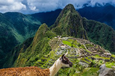 Machu picchu, Antik İnka kasabası, Unesco Dünya Mirası. Güneşli bir günde Lama 'nın yakın görüntüsü. Dünyanın Yeni Yedi Harikası 'ndan biri, Peru. Seyahat kavramı