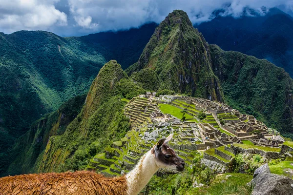 Machu Picchu Antike Inka Stadt Unesco Weltkulturerbe Nahaufnahme Von Lama — Stockfoto