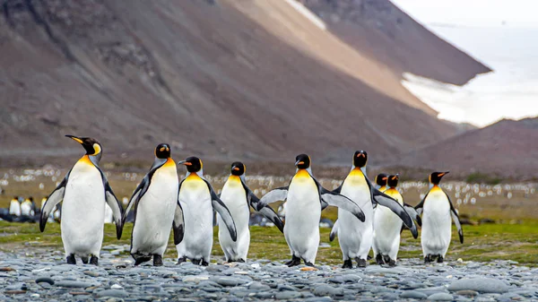 Group King Penguins Walking South Georgia Wildlife Scene Nature Animals — Stockfoto