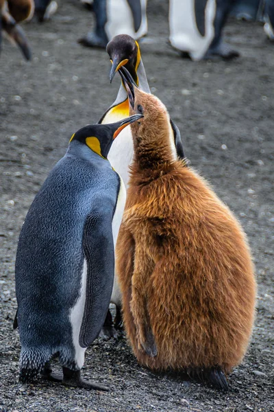 King Penguin Feeding Molting Chick Regurgitated Food Antarctic South Georgia — Stock Photo, Image