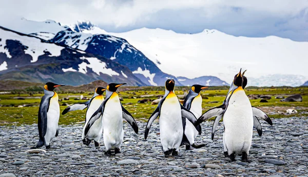 Group King Penguins Walking Mountain Background South Georgia Wildlife Scene — Stockfoto