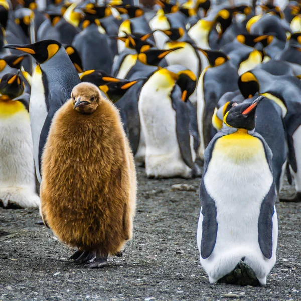 Comical Funny King penguin chick with brown feathers and adult penguin incubate egg, South Georgia, Antarctica