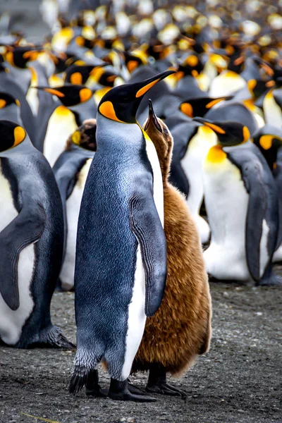 King Pingvin Etetés Vedlés Csirke Regurgitált Élelmiszer Antarktisz Dél Georgia — Stock Fotó