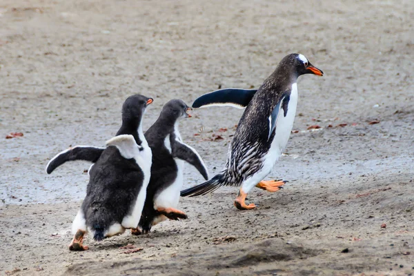 Gentoo Penguins Running Playing Antarctic Falkland Islands — Stockfoto