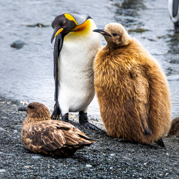 Adult King Penguin Cute Baby Chick South Polar Skua Antarctic — Stockfoto