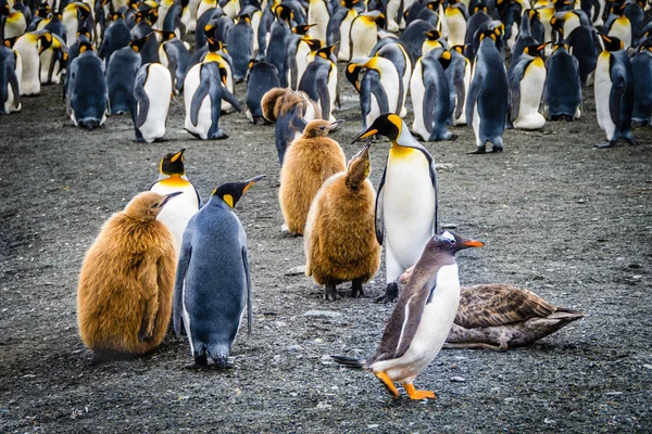 ロイヤル ペンギン写真素材 ロイヤリティフリーロイヤル ペンギン画像 Depositphotos ロイヤル ペンギン写真素材 ロイヤリティフリーロイヤル ペンギン画像 Depositphotos