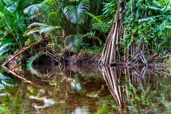 Тропічне Спокійне Озеро Лісі Зелених Джунглів Літня Подорож Папуа Нова — стокове фото