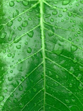 Yüzeyinde yağmur damlaları olan yeşil yaprak