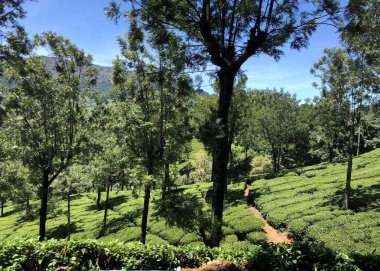 Kırsal bölgede ağaç