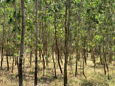 Köy tarafındaki ağaçların manzarası