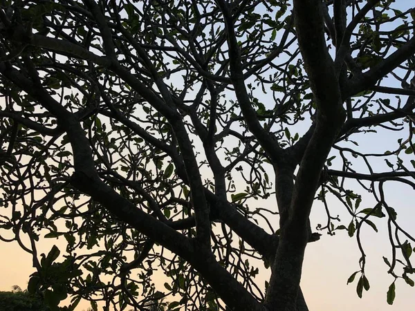 Silhouette Eines Baumes Herbst — Stockfoto