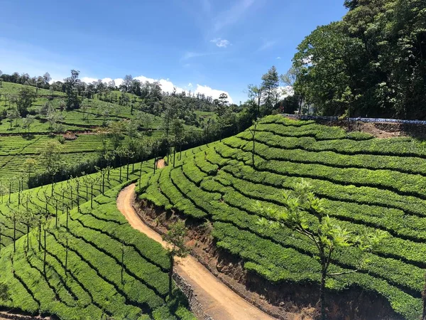 Plantação Chá Verde Montanha Desleixada — Fotografia de Stock