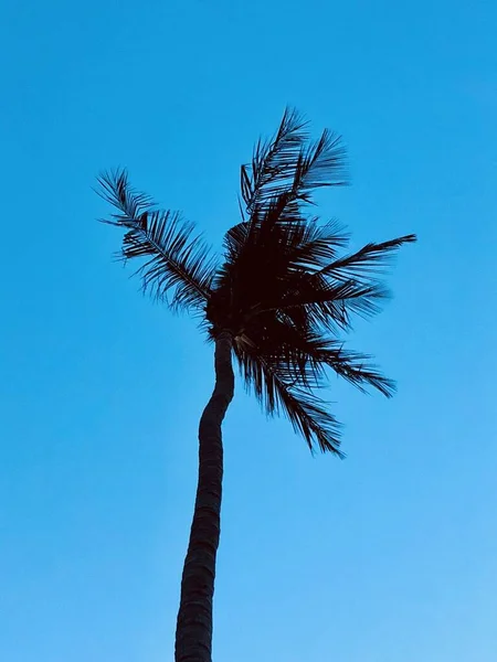 Árbol Coco Contra Cielo Azul — Foto de Stock