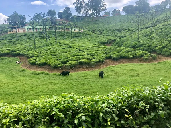 Коровы Кормятся Лугах Горами Чайной Плантации Вальпараи Тамилнаду — стоковое фото
