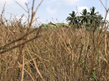 Kırsal bölgede ağaç