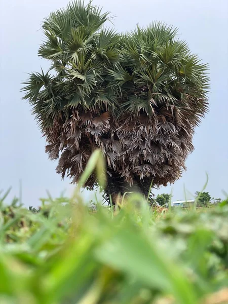 Palmeras Palmera Aisladas Campo Agrícola Aldea Rural Interior Chennai — Foto de Stock