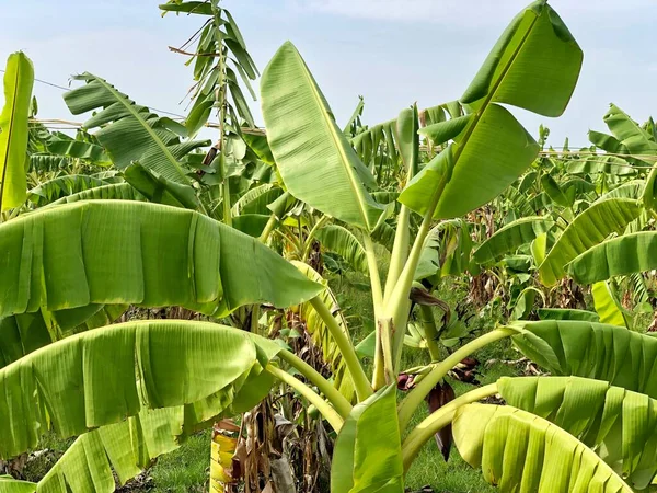 Bananenplantage Auf Dem Landwirtschaftlichen Feld Eines Ländlichen Dorfes Chennai — Stockfoto